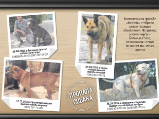Как в Украине ищут пропавших собак