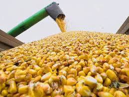 Жаре назло. Украина соберет третий по величине урожай кукурузы