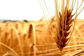 Украина. В январе-феврале морпорты увеличили перевалку зерна на 22,1%