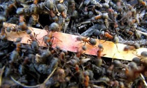 Альтернативное топливо: Автобус поедет на муравьиной кислоте
