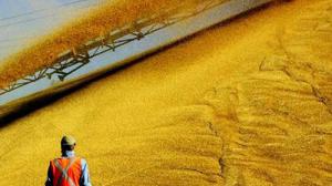 Украинская пшеница поедет в Египет