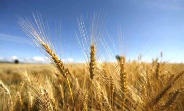 Аграрный фонд рассчитывает выделить для сельхозпроизводителей около 1,5 млрд грн