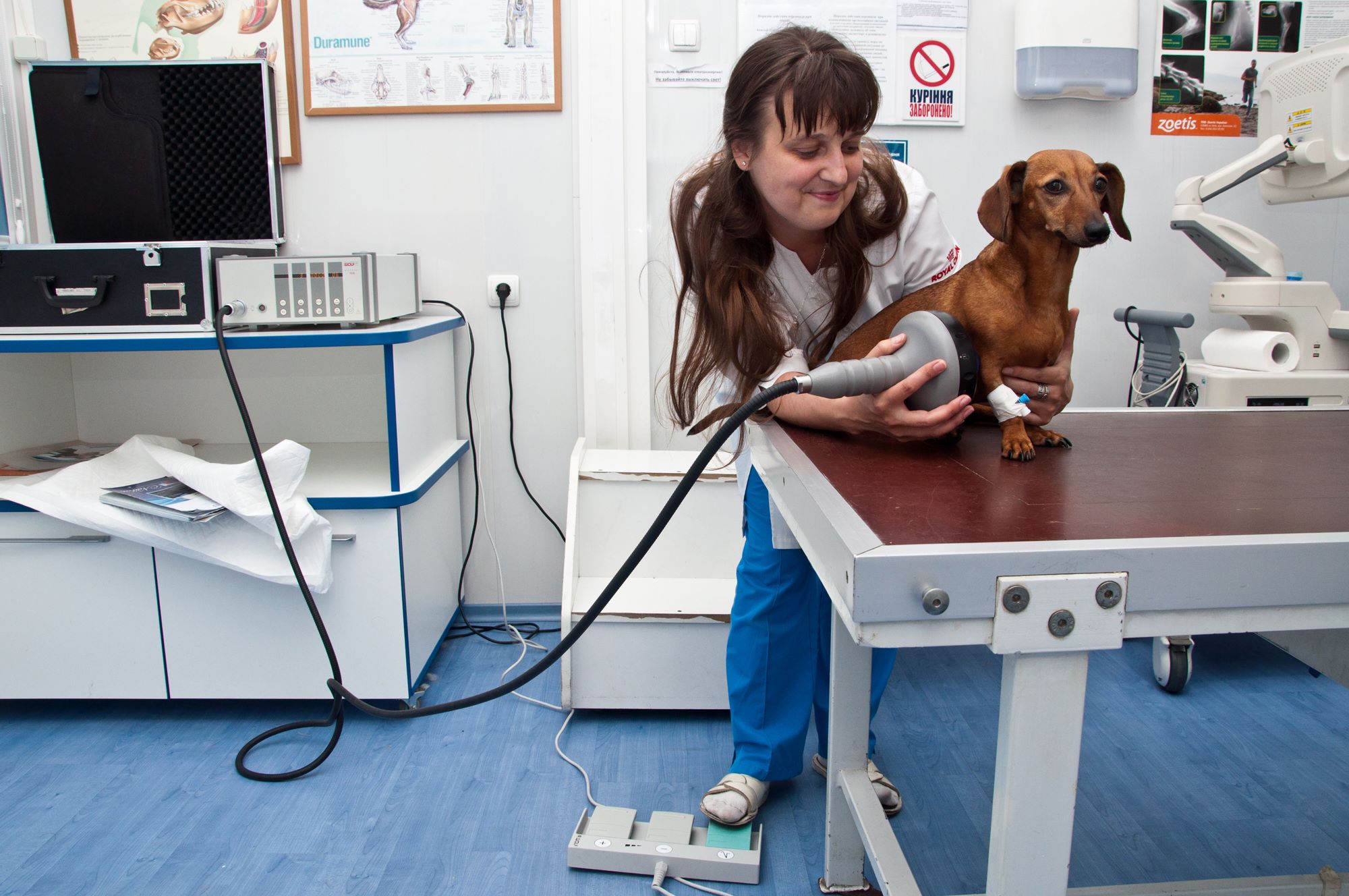 Четырехлапая медицина: ветеринария в Украине находится на стадии становления
