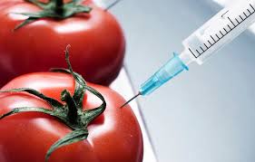 В Украину разрешат ввозить продукты с ГМО