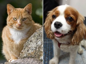 Ученые выяснили, чем кошки лучше собак