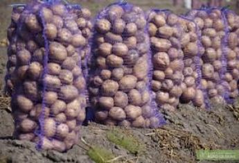 Перекупщики втридорога продают в Херсоне картошку, которую везли на Крым