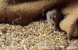 Погода в Украине способствовала росту численности мышей