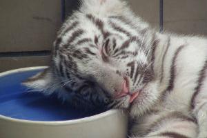 Стала известна причина гибели трех бенгальских тигрят в зоопарке Ялты