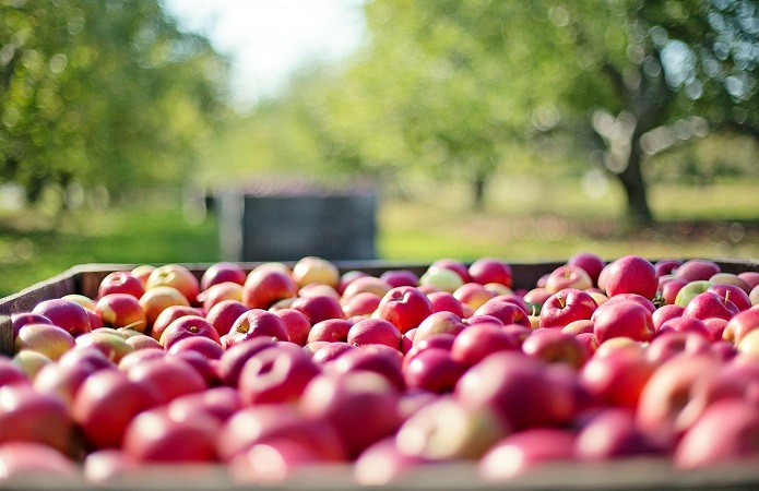 В Украине и ЕС высокий урожай яблок