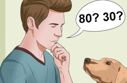 Как правильно посчитать возраст собаки и кошки в человеческих годах?