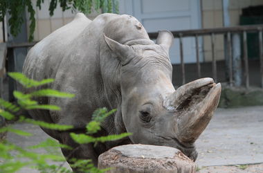 В Киевском зоопарке умер старейший носорог Европы