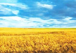 В Украине земля будет продаваться по 300 евро за гектар
