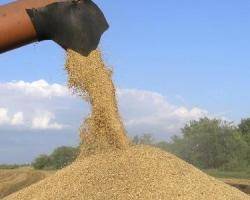 Высокий урожай привел к обвалу цен на зерно