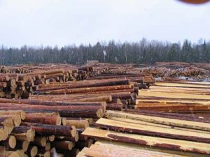 В ЕС обменяли украинский лес на очередной кредит