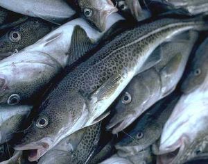 Рыбный патруль заработал еще в 4 областях Украины